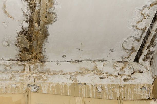 Best Basement Mold Removal  in Slater Marietta, SC