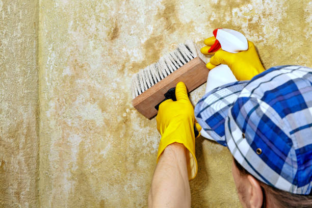 Best Emergency Mold Remediation  in Slater Marietta, SC