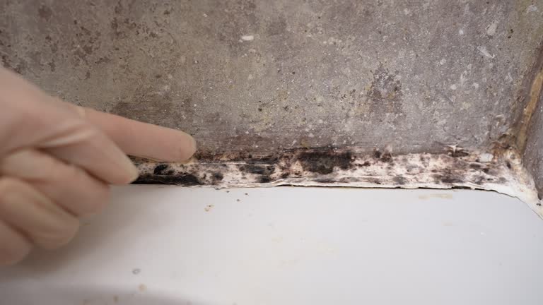 Reliable Slater Marietta, SC Mold Removal Solutions