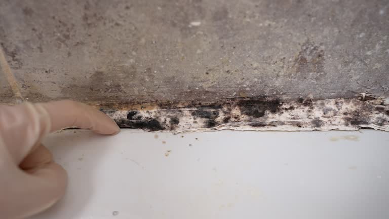  Slater Marietta, SC Mold Removal Pros